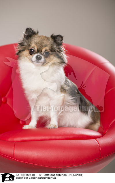 sitzender Langhaarchihuahua / sitting longhaired Chihuahua / NN-09418