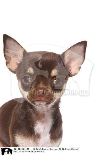 Kurzhaarchihuahua Portrait / SS-39418