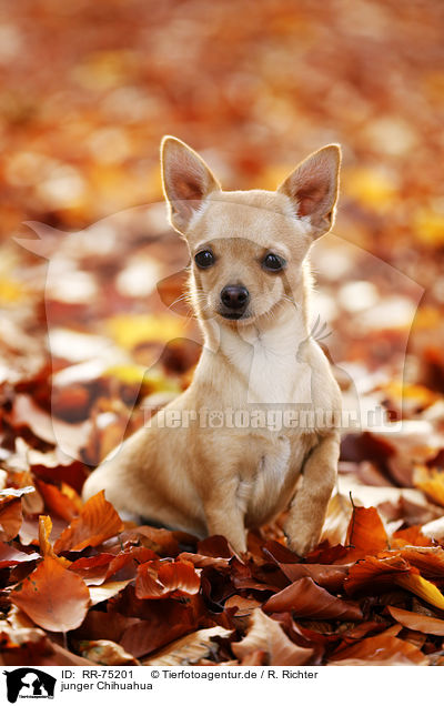 junger Chihuahua / young Chihuahua / RR-75201