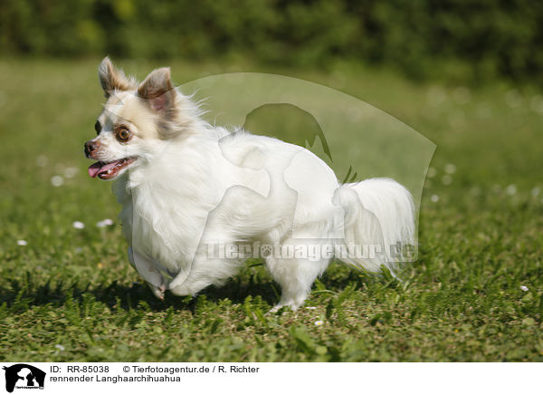 rennender Langhaarchihuahua / running longhaired Chihuahua / RR-85038