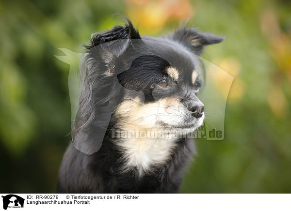 Langhaarchihuahua Portrait / longhaired Chihuahua Portrait / RR-90279