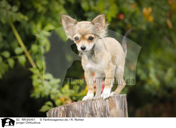 junger Chihuahua / young Chihuahua / RR-90461