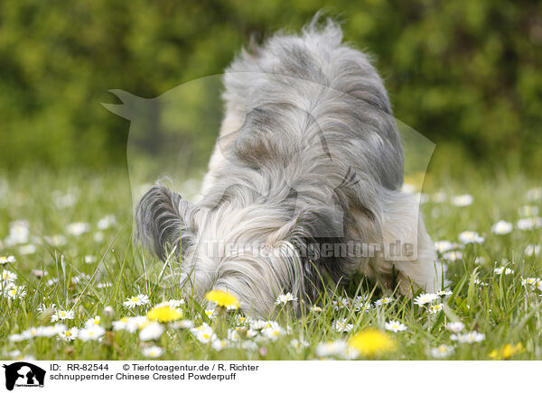schnuppernder Chinese Crested Powderpuff / snuffling Chinese Crested Powderpuff / RR-82544