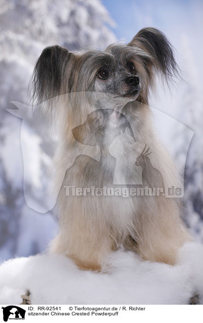 sitzender Chinese Crested Powderpuff / sitting Chinese Crested Powderpuff / RR-92541