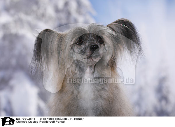 Chinese Crested Powderpuff Portrait / Chinese Crested Powderpuff Portrait / RR-92545
