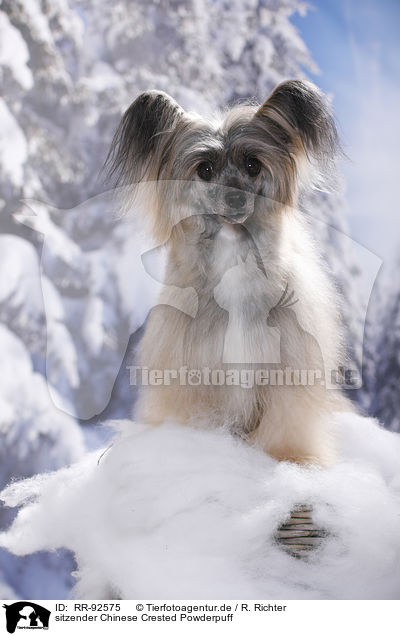 sitzender Chinese Crested Powderpuff / sitting Chinese Crested Powderpuff / RR-92575