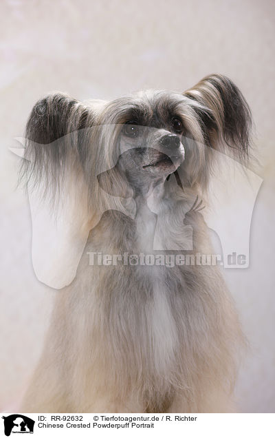 Chinese Crested Powderpuff Portrait / Chinese Crested Powderpuff Portrait / RR-92632