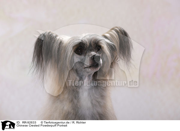 Chinese Crested Powderpuff Portrait / Chinese Crested Powderpuff Portrait / RR-92633