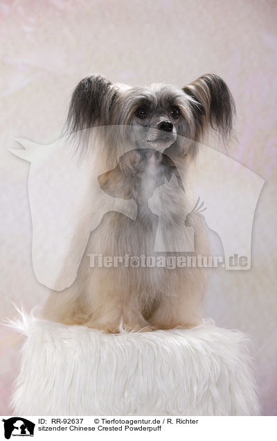 sitzender Chinese Crested Powderpuff / sitting Chinese Crested Powderpuff / RR-92637