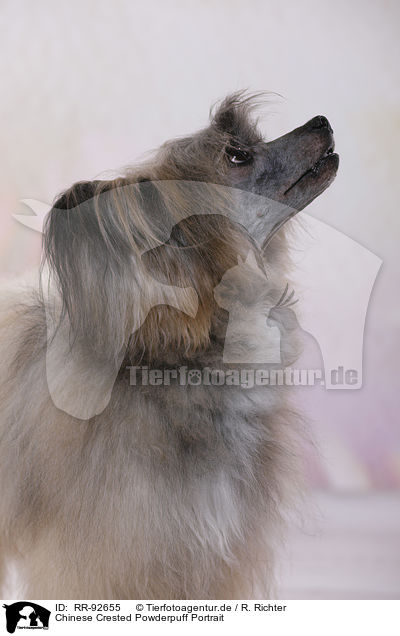 Chinese Crested Powderpuff Portrait / Chinese Crested Powderpuff Portrait / RR-92655