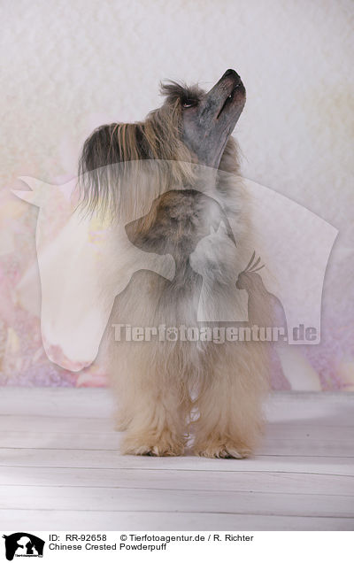 Chinese Crested Powderpuff / Chinese Crested Powderpuff / RR-92658