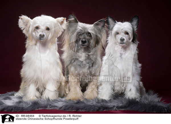 sitzende Chinesische Schopfhunde Powderpuff / sitting Chinese Crested Powderpuffs / RR-98464