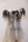 Chinese Crested Powderpuff Portrait