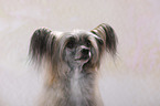 Chinese Crested Powderpuff Portrait