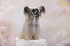 sitzender Chinese Crested Powderpuff