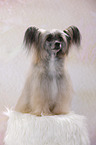 sitzender Chinese Crested Powderpuff