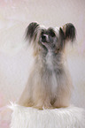 sitzender Chinese Crested Powderpuff