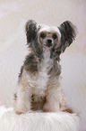 sitzender Chinese Crested Powderpuff