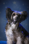 Chinese Crested Powderpuff Portrait
