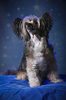sitzender Chinese Crested Powderpuff