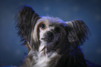 Chinese Crested Powderpuff Portrait