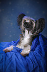 liegender Chinese Crested Powderpuff