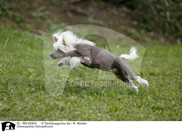 Chinesischer Schopfhund / Chinese Crested Dog / RR-55954