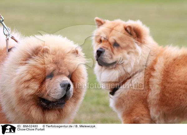 Chow-Chow Portait / Chow-Chow Portait / BM-02480