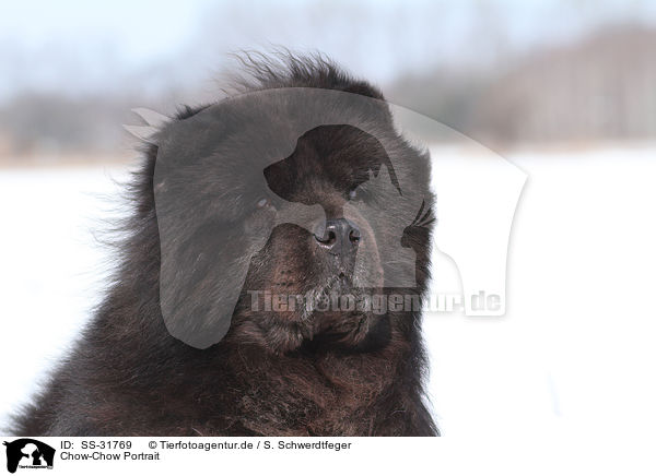 Chow-Chow Portrait / Chow-Chow Portrait / SS-31769