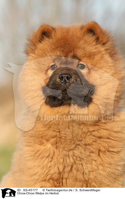 Chow-Chow Welpe im Herbst / Chow Chow Puppy in autumn / SS-45177