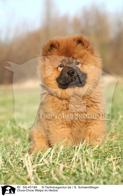 Chow-Chow Welpe im Herbst / Chow Chow Puppy in autumn / SS-45186