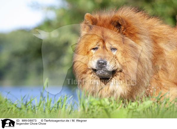 liegender Chow Chow / lying Chow Chow / MW-08873