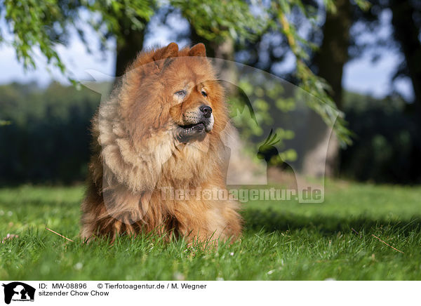 sitzender Chow Chow / sitting Chow Chow / MW-08896
