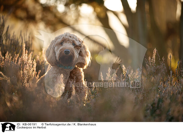 Cockerpoo im Herbst / Cockerpoo in autumn / KB-06191
