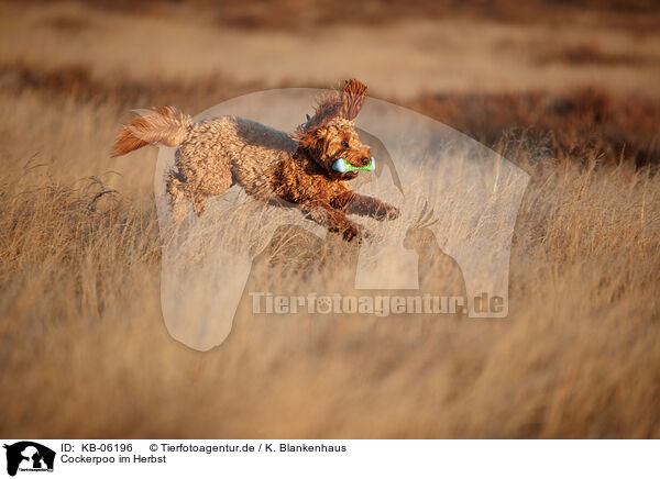 Cockerpoo im Herbst / Cockerpoo in autumn / KB-06196