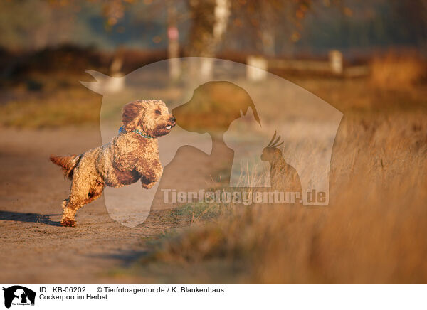 Cockerpoo im Herbst / Cockerpoo in autumn / KB-06202