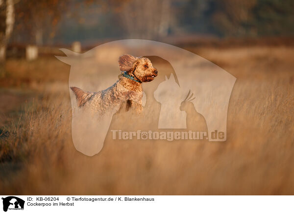 Cockerpoo im Herbst / Cockerpoo in autumn / KB-06204