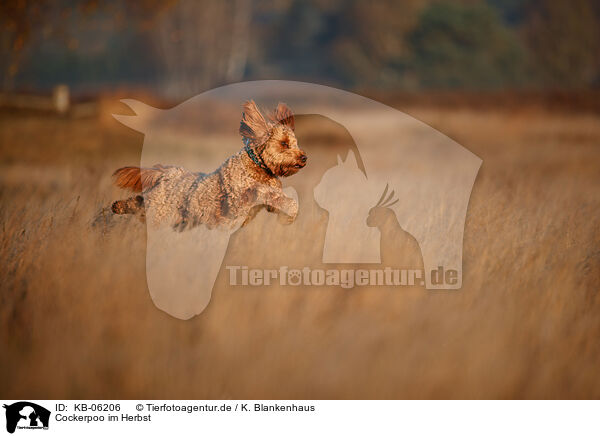 Cockerpoo im Herbst / Cockerpoo in autumn / KB-06206