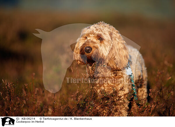 Cockerpoo im Herbst / Cockerpoo in autumn / KB-06214