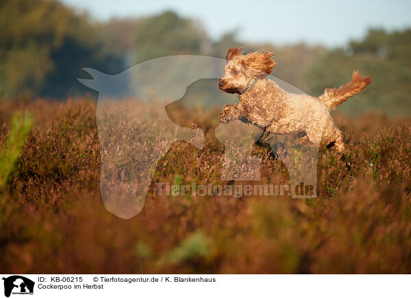 Cockerpoo im Herbst / Cockerpoo in autumn / KB-06215