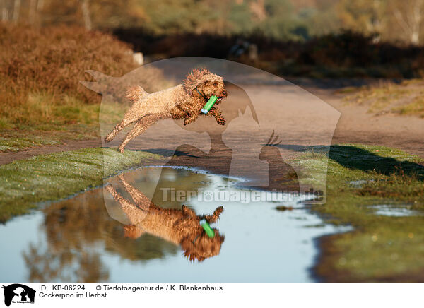 Cockerpoo im Herbst / Cockerpoo in autumn / KB-06224