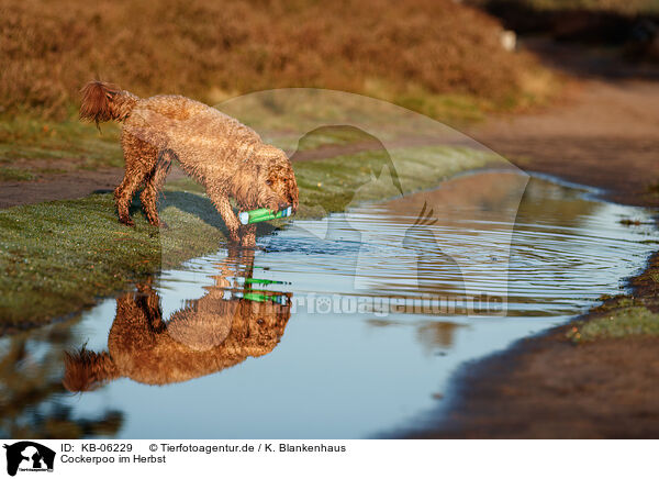 Cockerpoo im Herbst / Cockerpoo in autumn / KB-06229