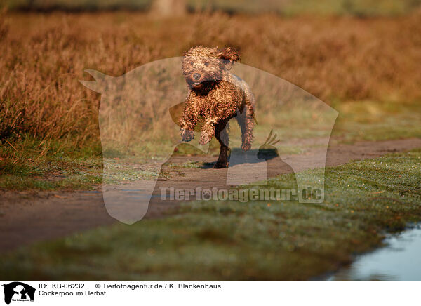 Cockerpoo im Herbst / Cockerpoo in autumn / KB-06232