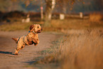 Cockerpoo im Herbst