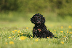 Cockerpoo Welpe