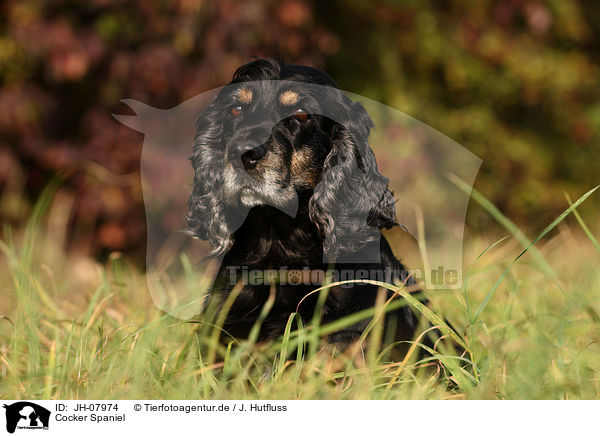 Cocker Spaniel / Cocker Spaniel / JH-07974
