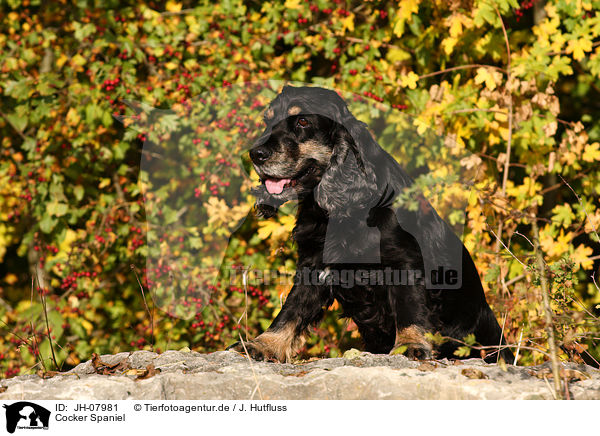 Cocker Spaniel / Cocker Spaniel / JH-07981