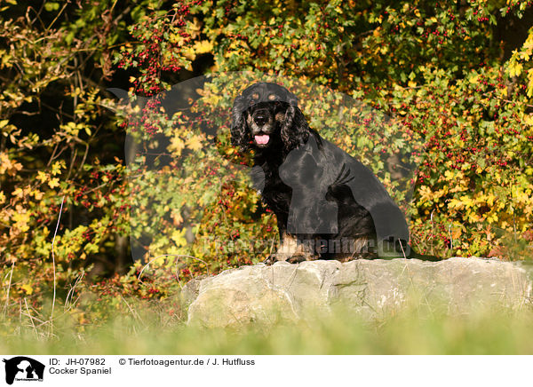 Cocker Spaniel / Cocker Spaniel / JH-07982