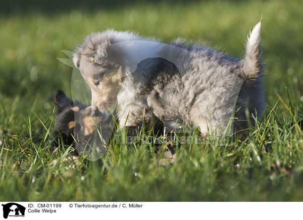 Collie Welpe / Collie puppy / CM-01199