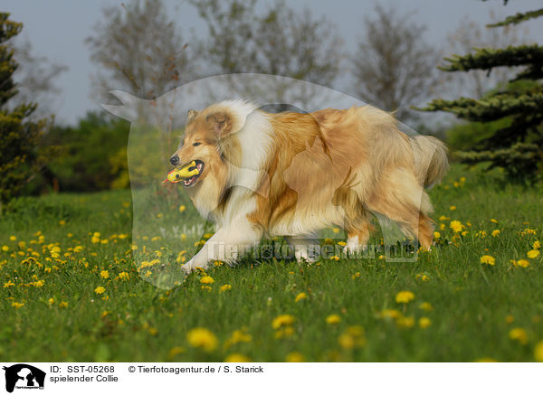 spielender Collie / playing collie / SST-05268